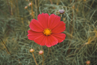 Close-up of red cosmos flower
