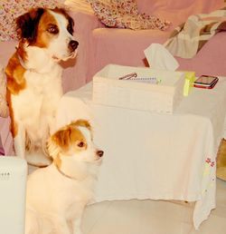 Dog sitting on sofa at home