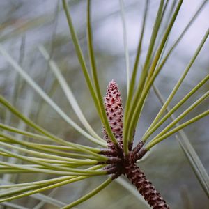 Close-up of pine cone on branch