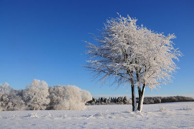 Tree on snow covered field against clear blue sky