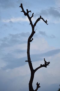 Low angle view of bare tree against sky