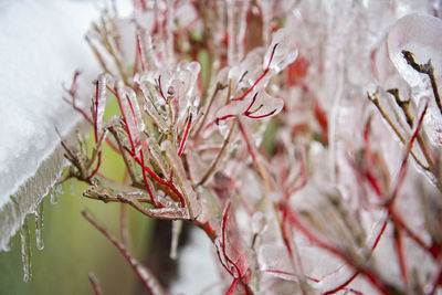 Beautiful magic icicles on aronia bushes