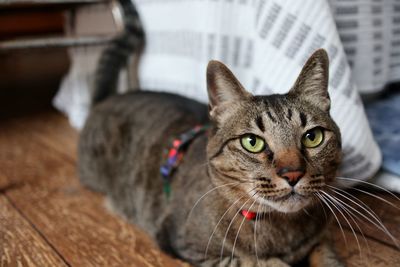 Close-up portrait of cat relaxing on floor