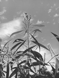 Low angle view of flowering plants against sky