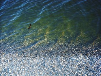 High angle view of a turtle in sea