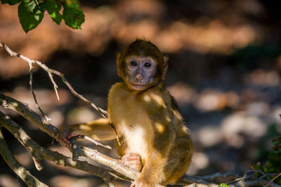 Portrait of barbary macaque sitting on tree