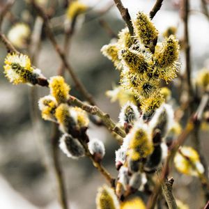 Close-up of flower growing on tree