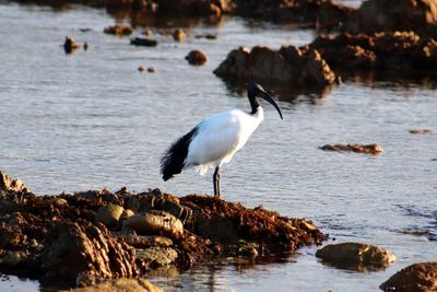 Seagulls perching on rock in sea