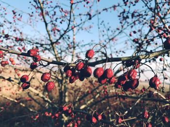 Low angle view of berries on tree