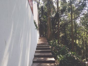 Narrow walkway along trees