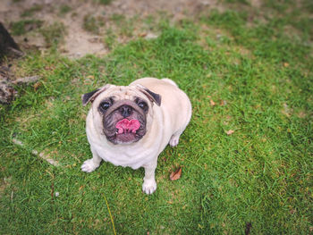 Dogs on grassy field