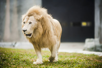 Lion at zoo