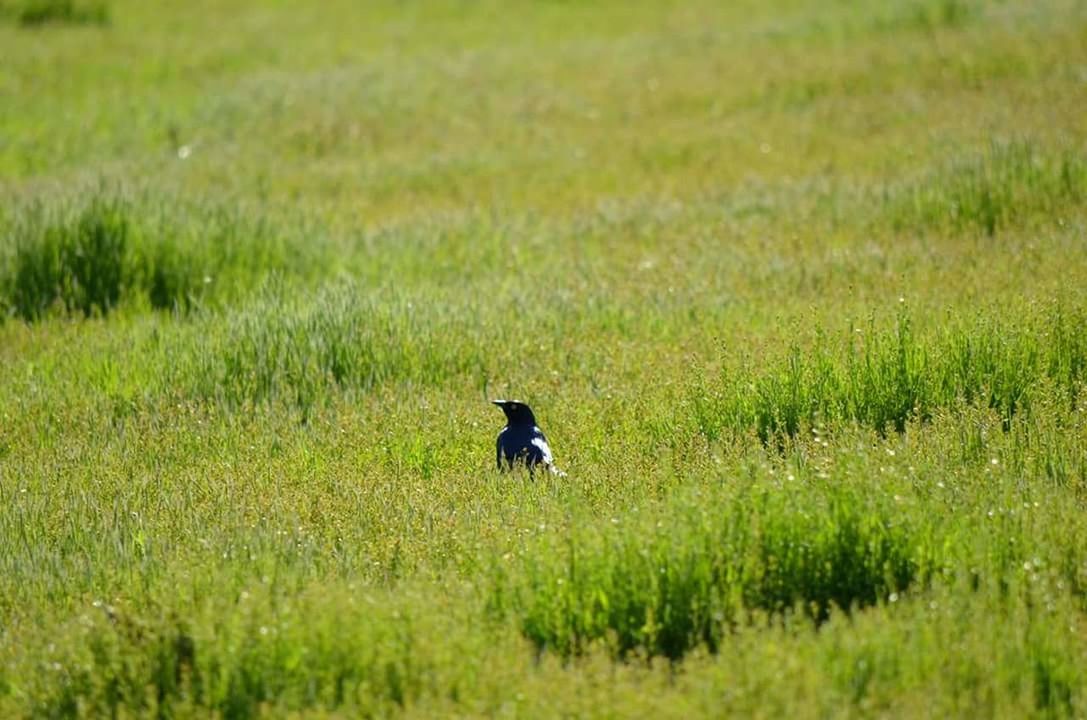 VIEW OF GRASSY FIELD