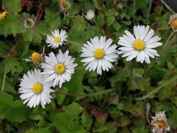 Close-up of white flowering plants