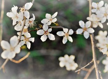 Close-up of white blossoms