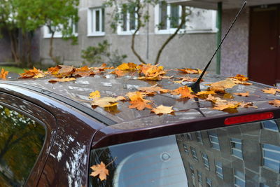 Close-up of maple leaves fallen on metal