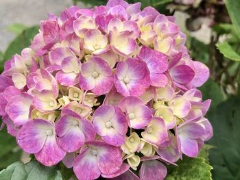 Close-up of pink hydrangea flowers