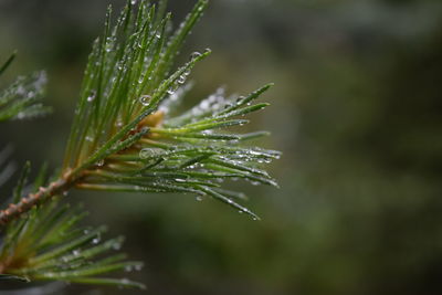 Close-up of raindrops on pine tree