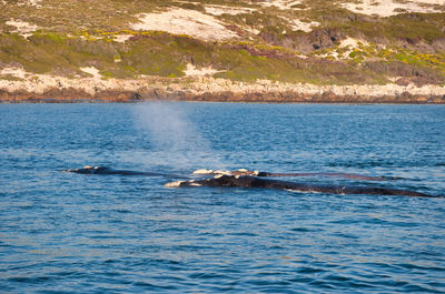 Southern right whale