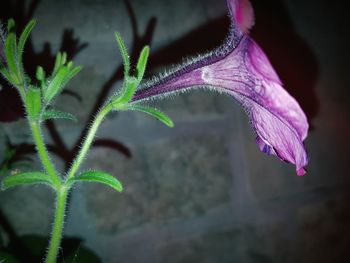 Close-up of plant on branch