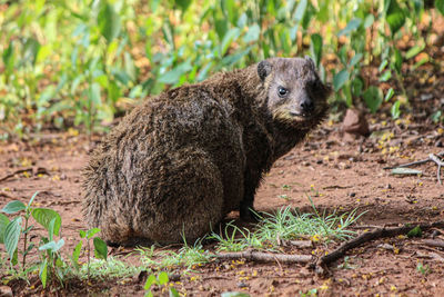 Portrait of an animal on field