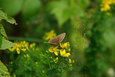 Close-up of butterfly perching on flower