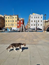 Low angle view of dog on street