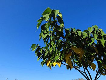 Low angle view of plants against clear blue sky