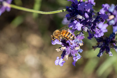 Close-up of bee pollinating on lavender