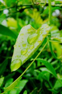 Close-up of water drops on leaf