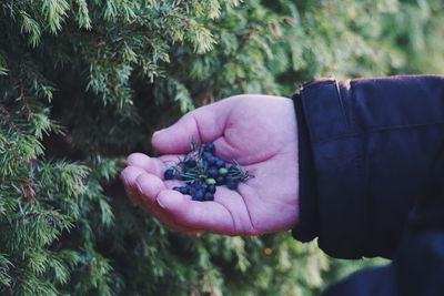 Cropped hand harvesting berries