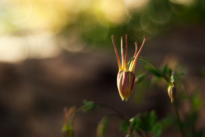 Close-up of flowering plant