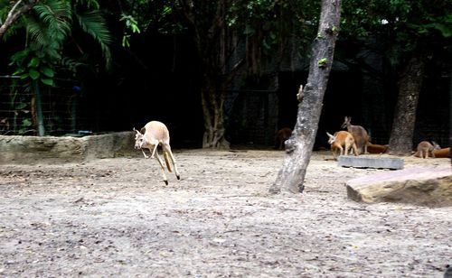 Kangaroo leaping around the field with powerful hind legs