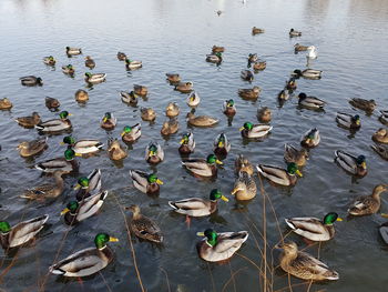 High angle view of birds in lake