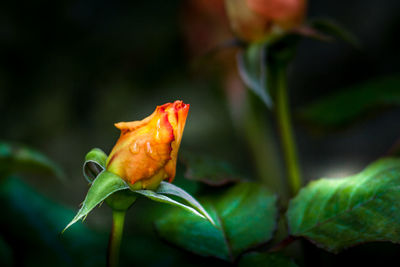 Close-up of orange rose flower