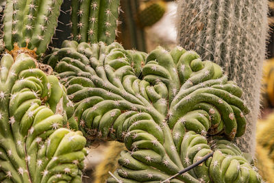 Close-up of plant