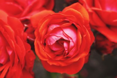 Close-up of red rose blooming outdoors