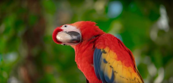 Close-up of parrot perching outdoors