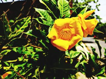 Close-up of yellow flowering plant