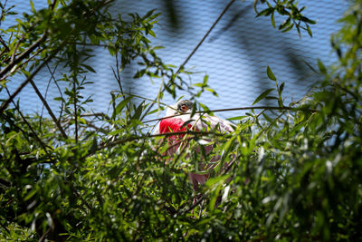 View of bird perching on plant