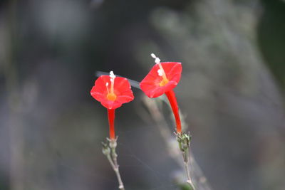 Close-up of red rose flower
