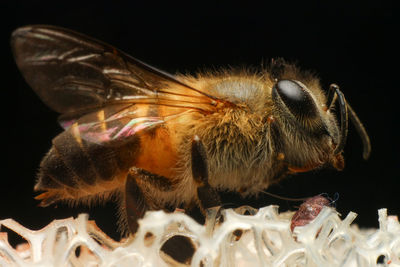 Close-up of insect