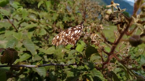 Close-up of butterfly perching on plant