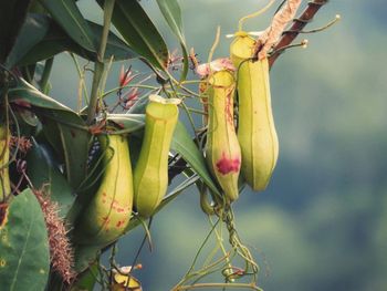 Pitcher plants in forest