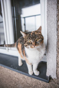 Close-up of cat