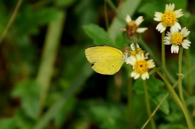 Close-up of butterfly pollinating on yellow flower