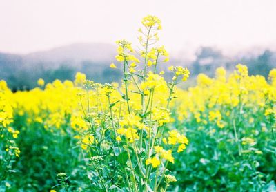 Close-up of flowers in field