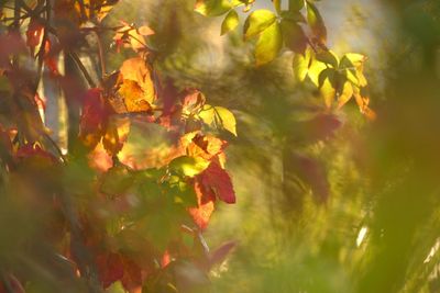 Close-up of yellow flowering plant leaves