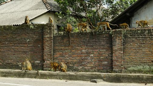 Patrol of monkeys