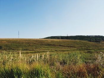 Scenic view of field against clear sky